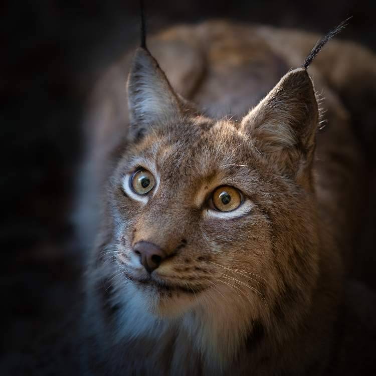 lynx personality