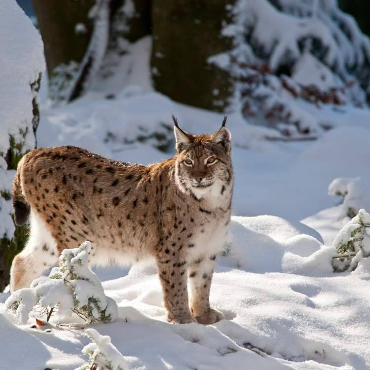 lynx power animal