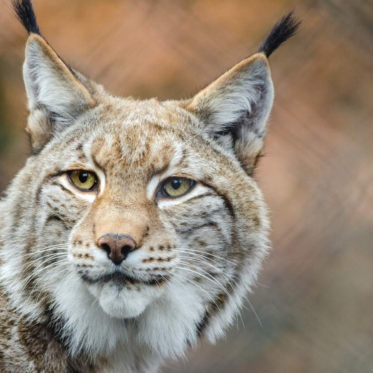 lynx spiritual meanings Lynx Symbolism: The Spiritual Meaning of the 'Ghost Cat'