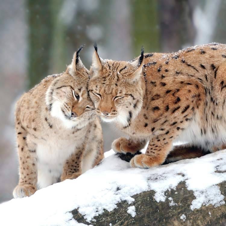 lynx symbolism in different cultures