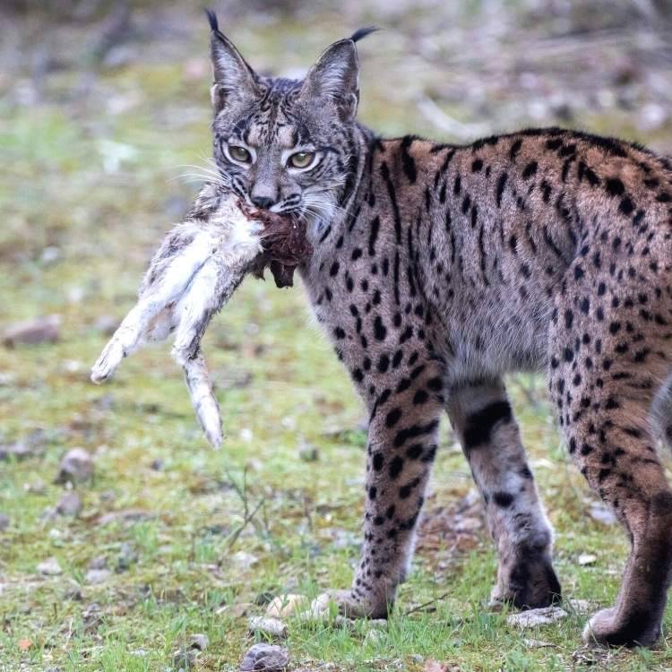 lynx with prey