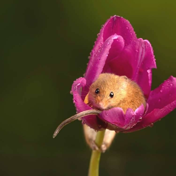 mouse in flower