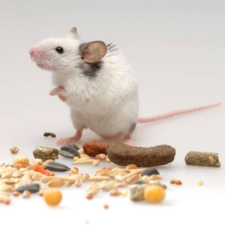 mouse with food