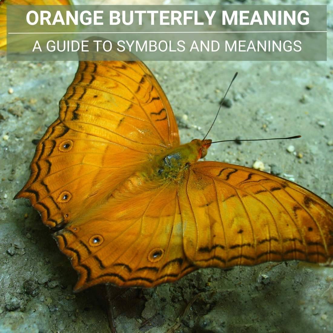 orange butterfly Meaning