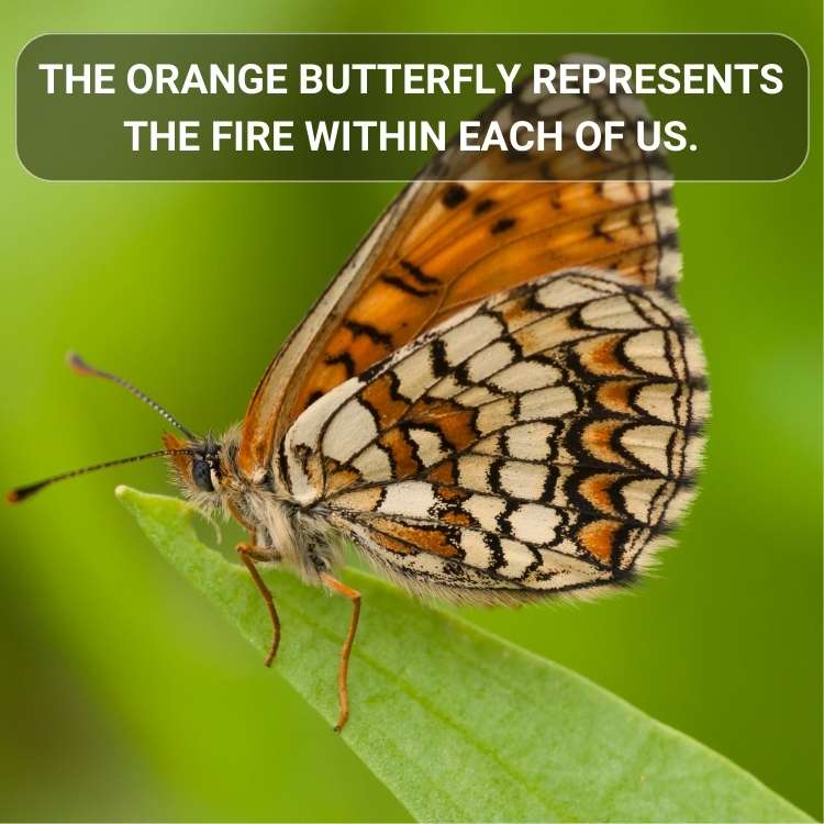 orange butterfly fire within us