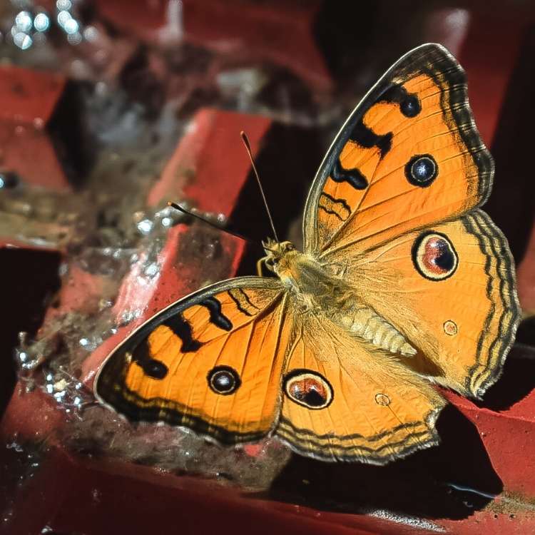 orange butterfly spirit