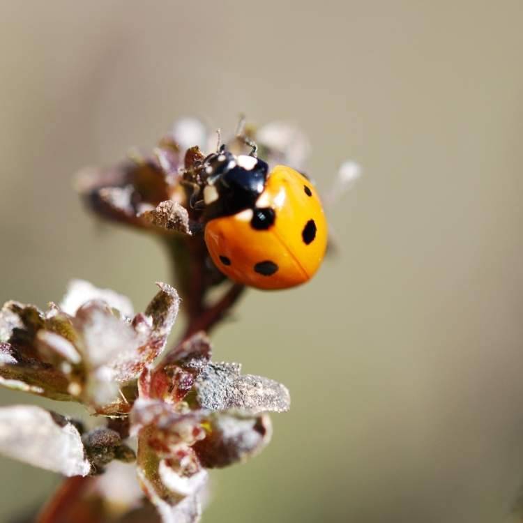 orange ladybug lands on you