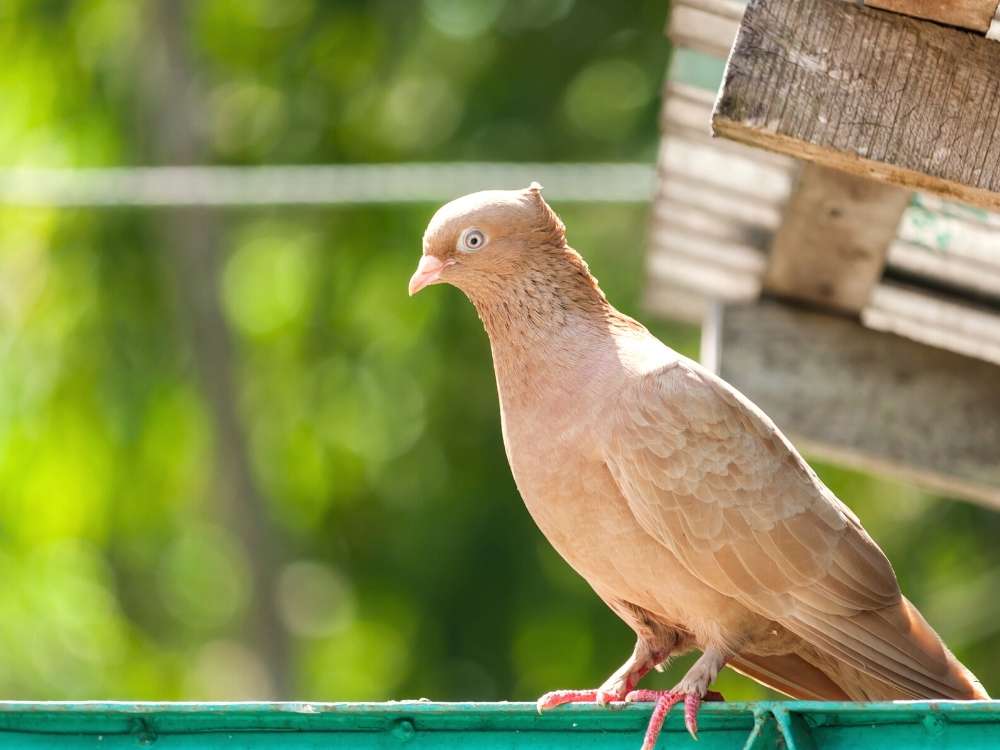 pet pigeon