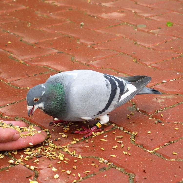 pigeon eating Pigeon Symbolism: The Meaning and History Behind the Bird