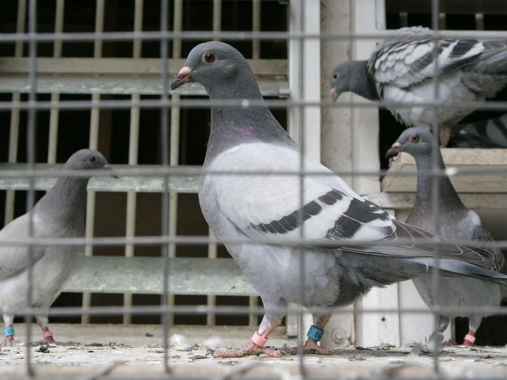 pigeon home