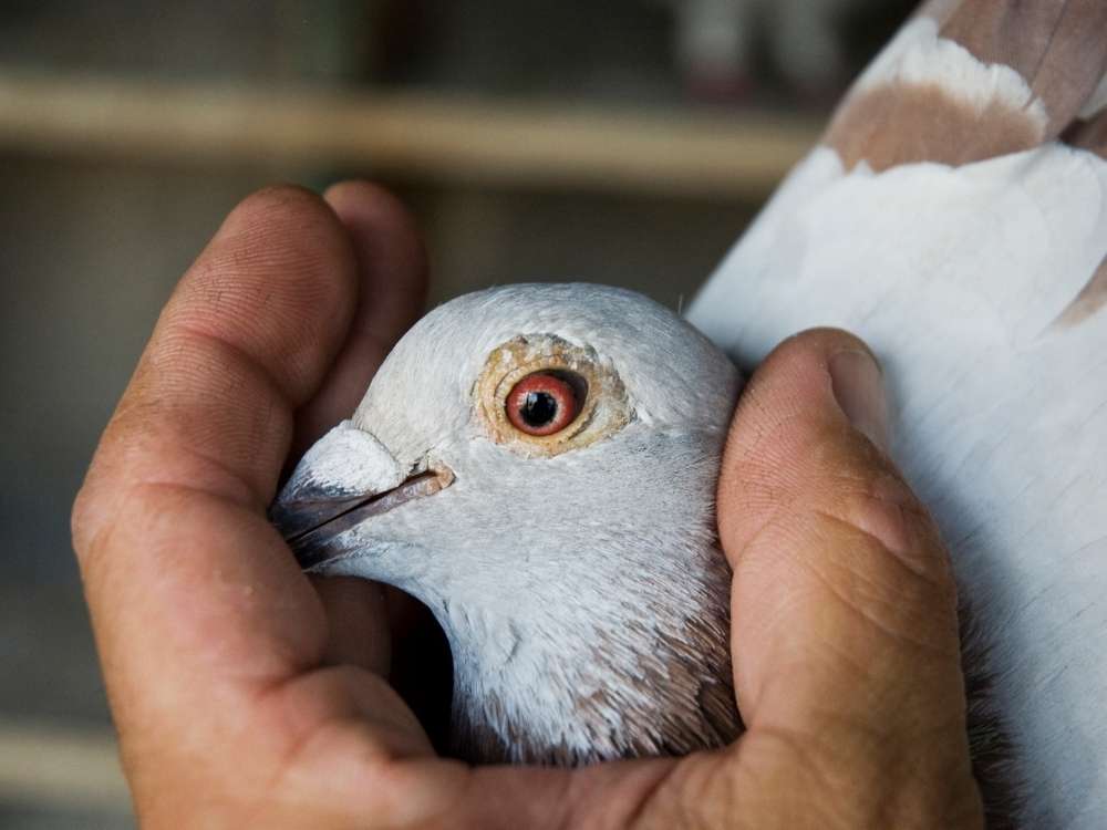 pigeon in hand