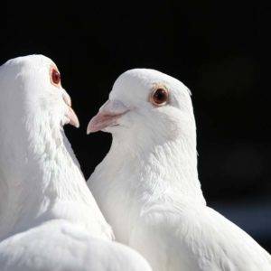 Pigeon Totem Meaning Symbolism And Spiritual Significance pigeon-totem-meaning-symbolism-and-spiritual-significance