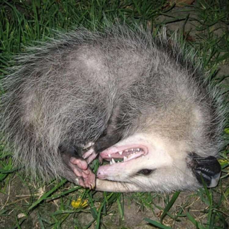 possum playing dead