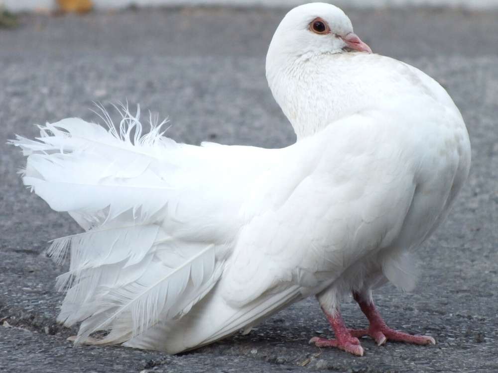 pretty white pigeon
