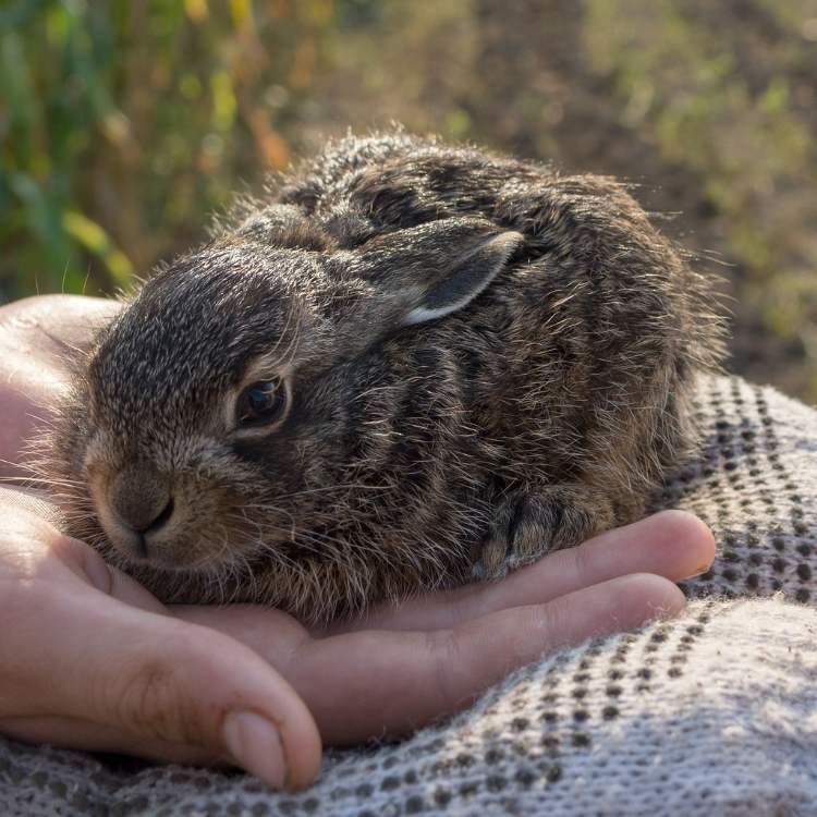 rabbit on hand