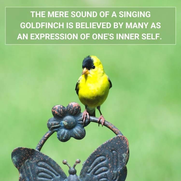 singing goldfinch