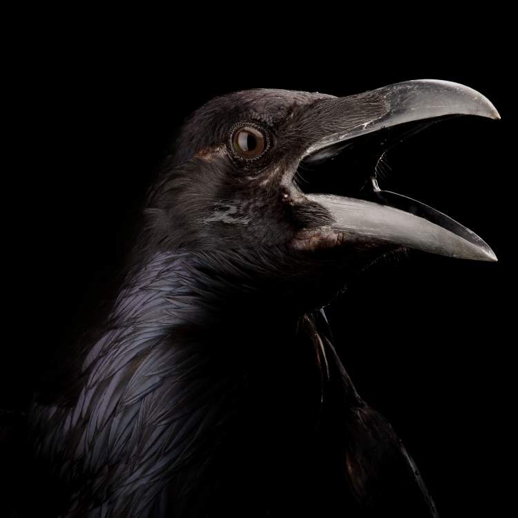 sinister crow