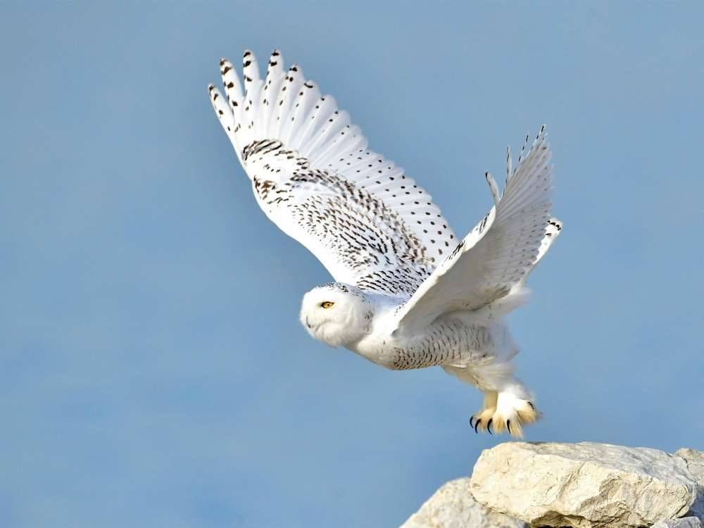 snowy owl native american