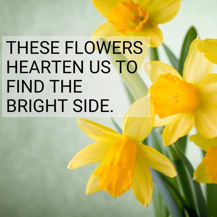 these flowers hearten us to find the bright side