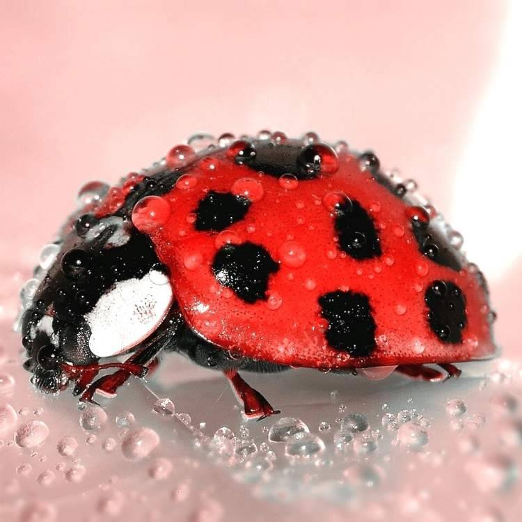 wet ladybird