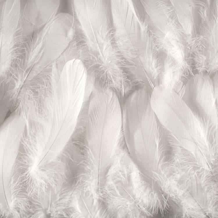 white goose feather