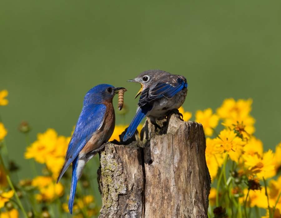 2 bluebirds with food