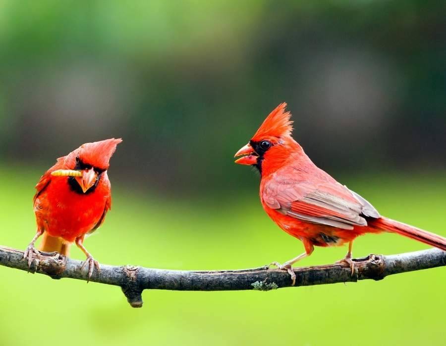 2 cardinals