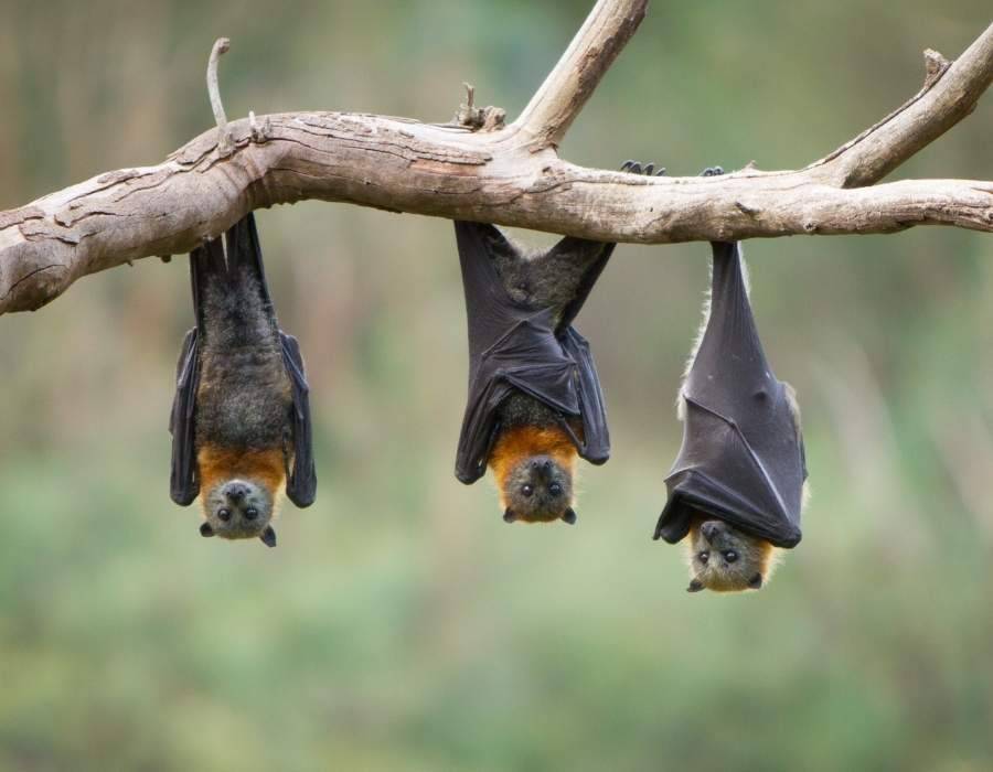 3 bats tree