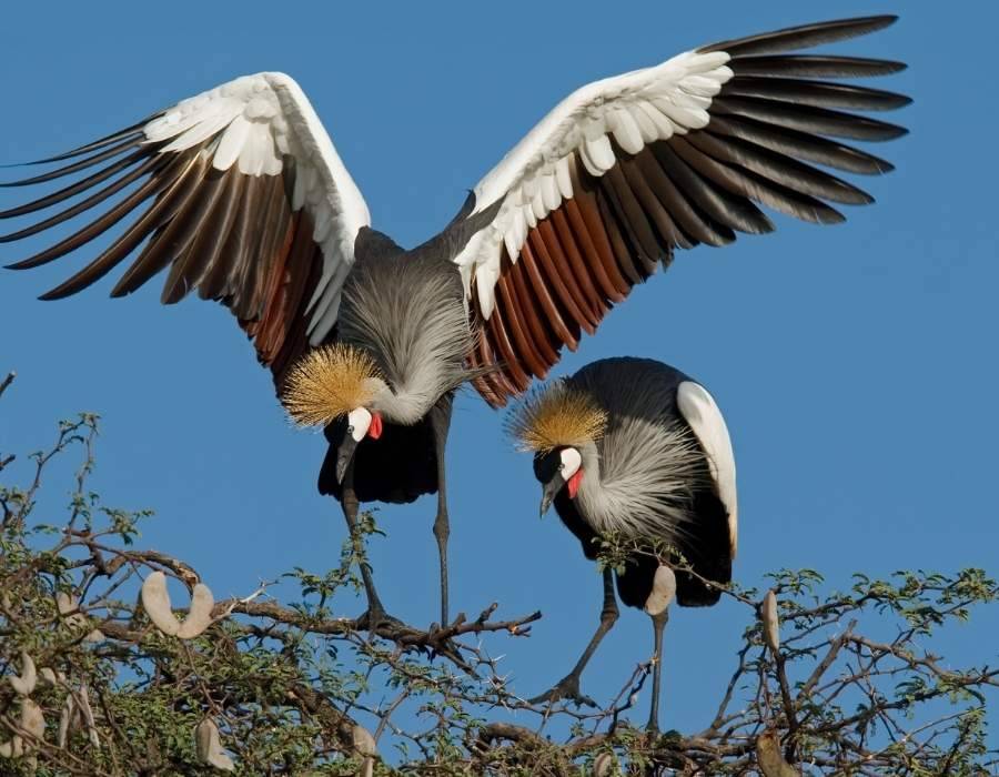 African Crowned Cranes