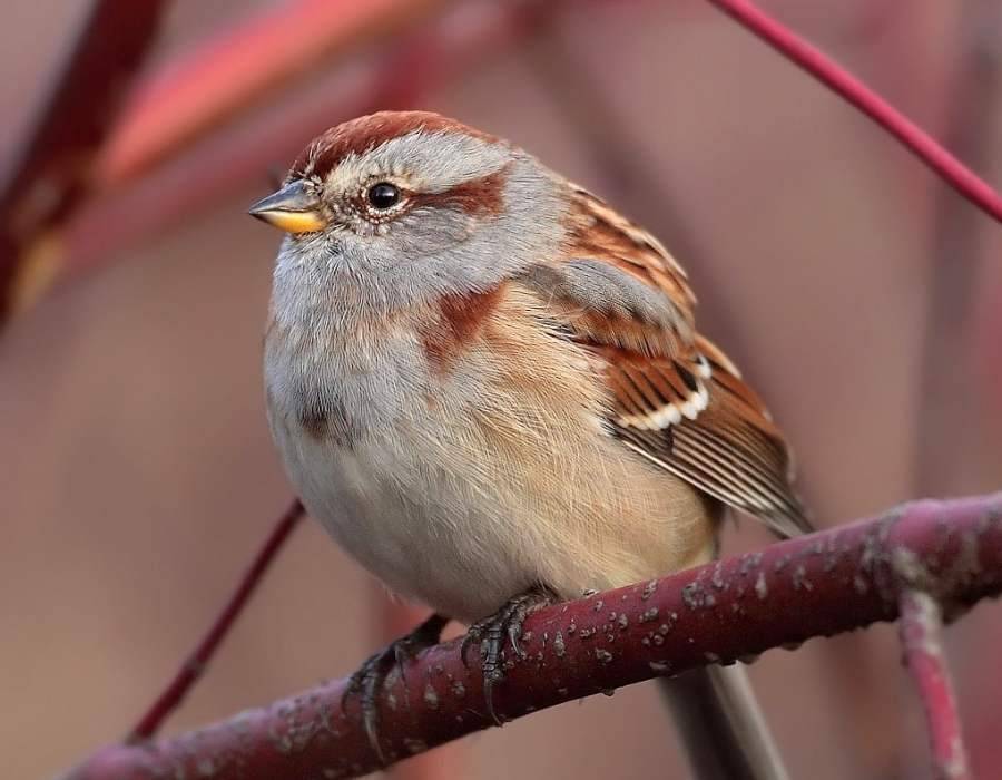 American Tree Sparrow