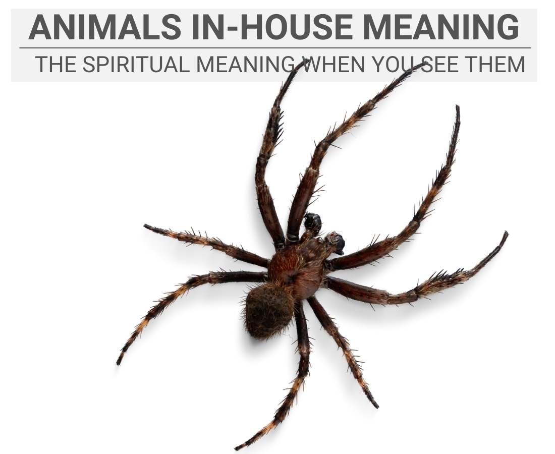 Animals in house Spiritual Meaning