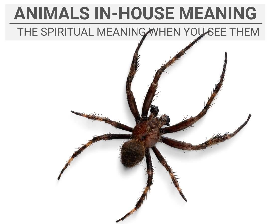 Seeing Wild Animals In-House And The Spiritual Meaning Seeing Wild Animals In-House And The Spiritual Meaning