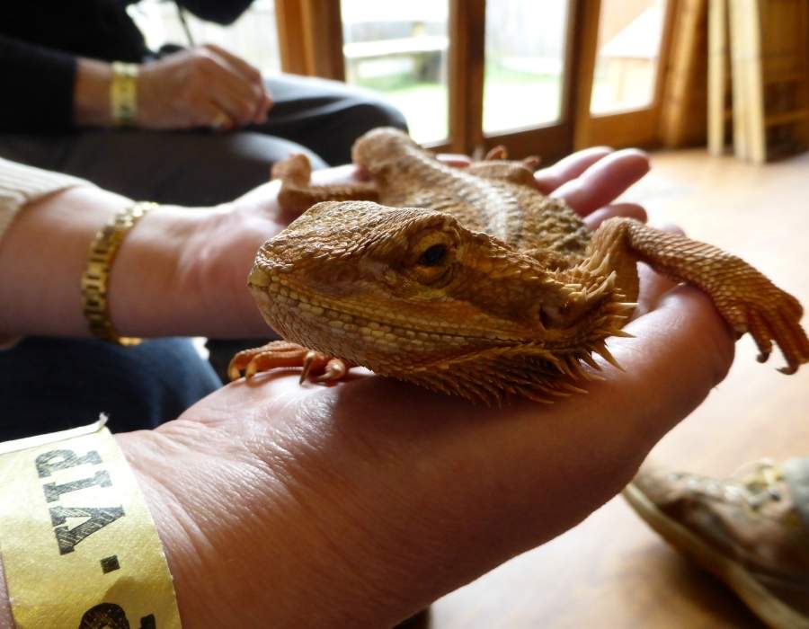 Bearded Dragon eating