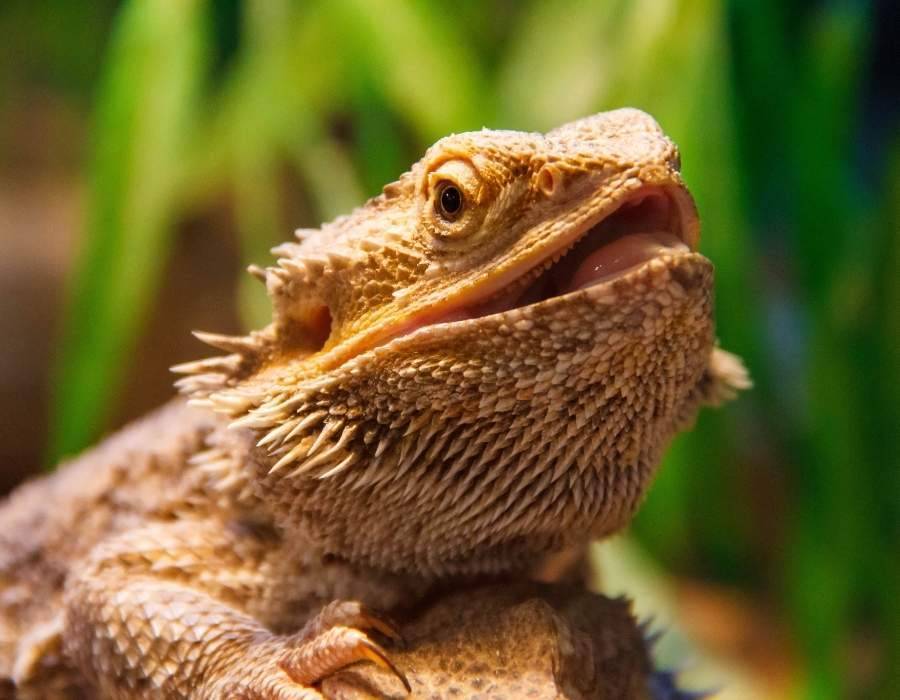 Bearded Dragon