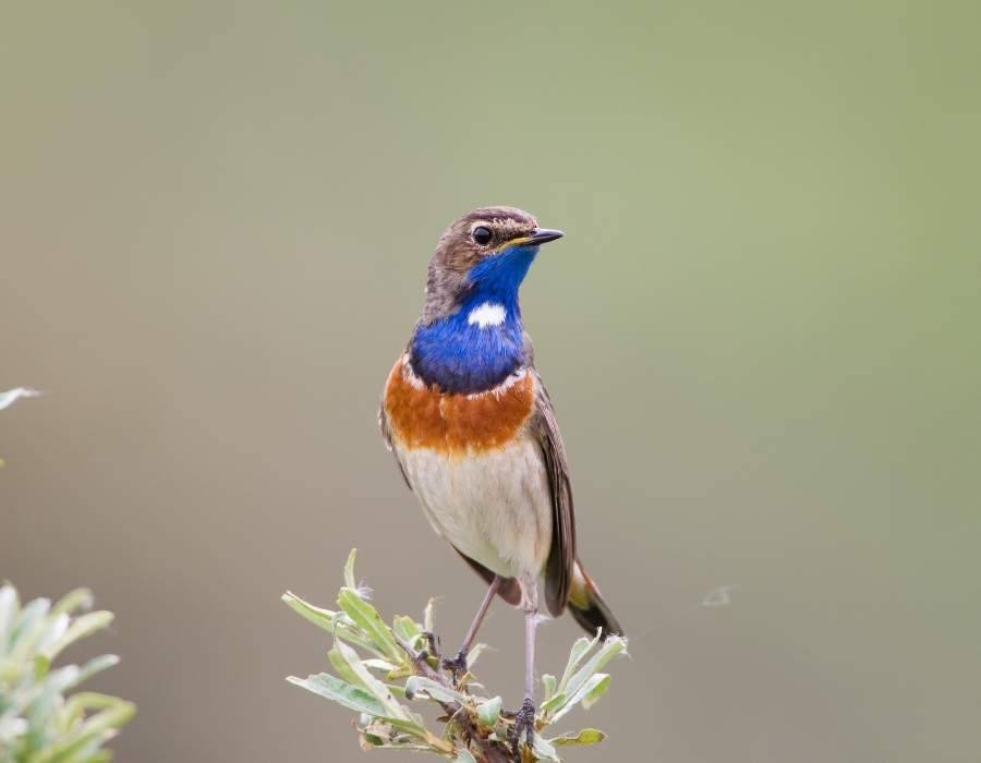 Bluethroat