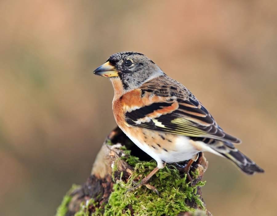 Brambling