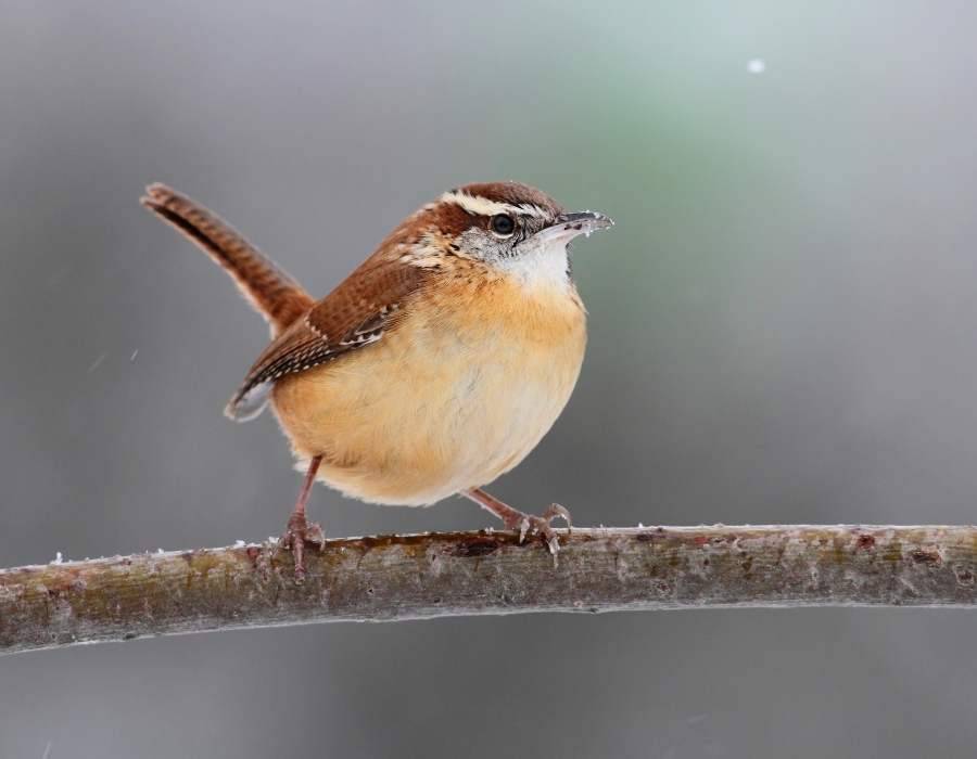 wren