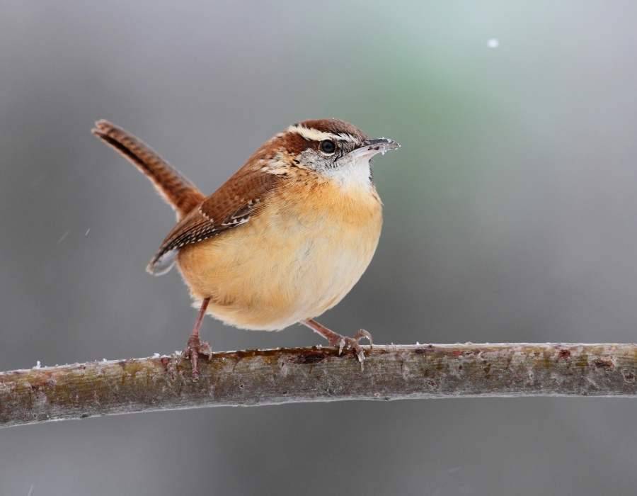 Carolina Wren