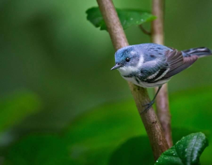 Cerulean Warbler