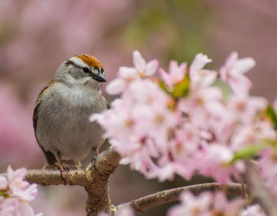 Chipping Sparrow