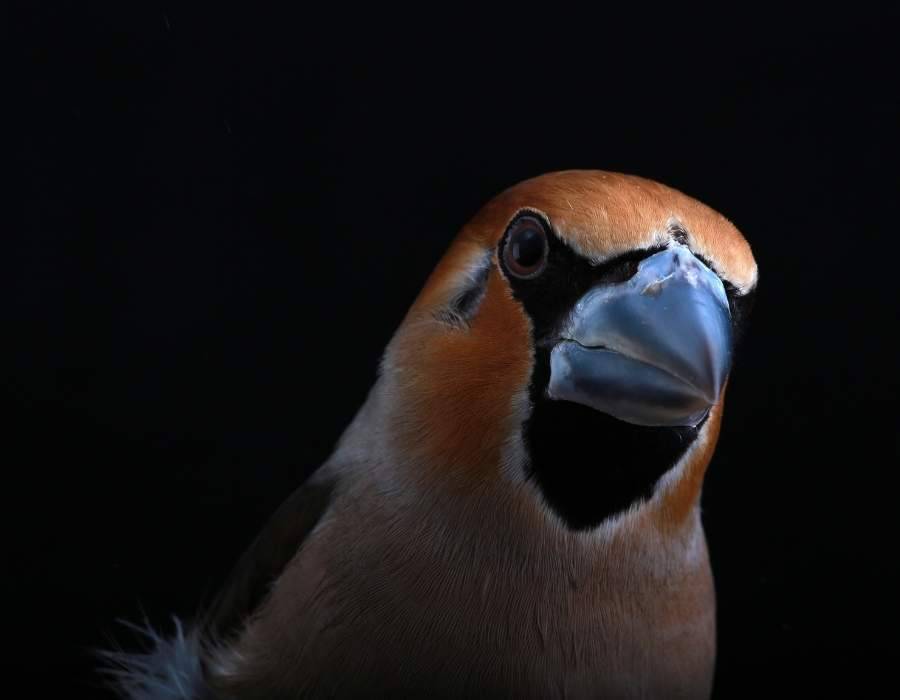 Collared grosbeak