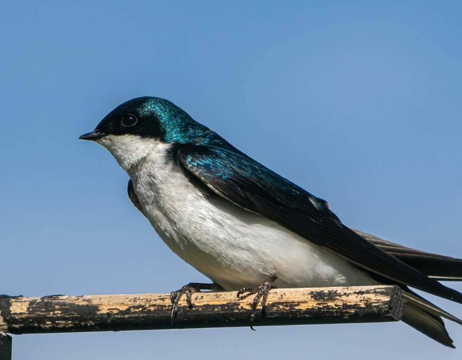 Common House-Martin