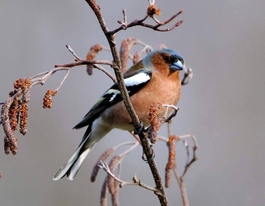 Common chaffinch