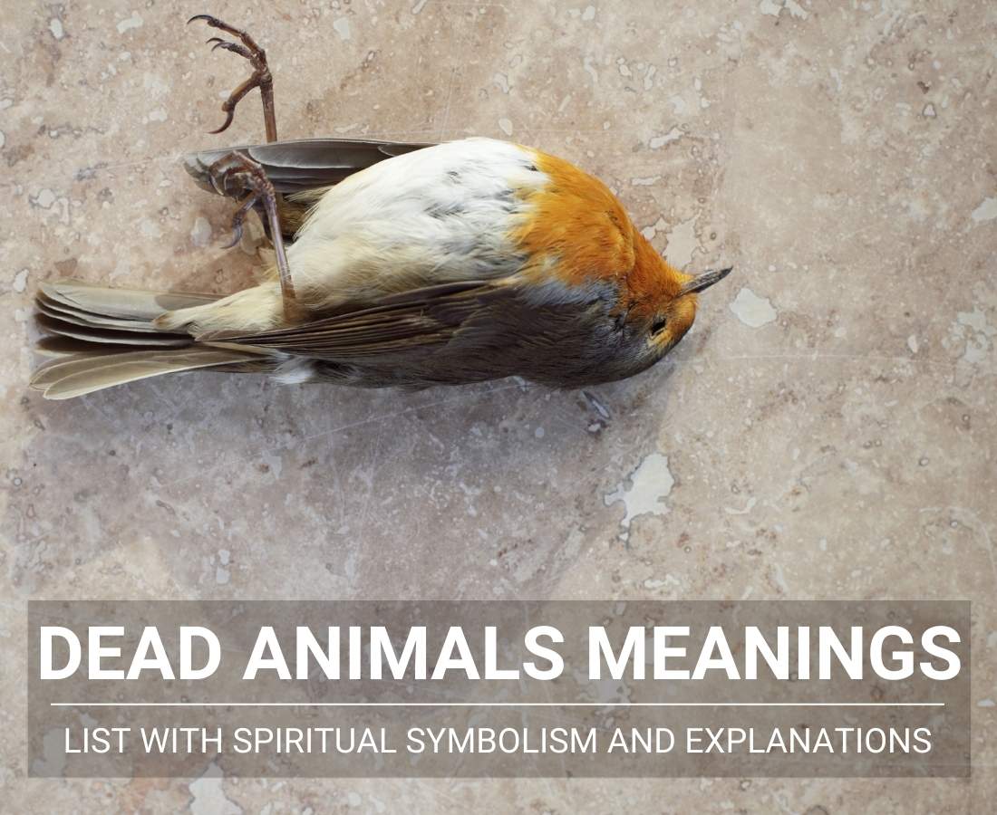 Dead animals meanings