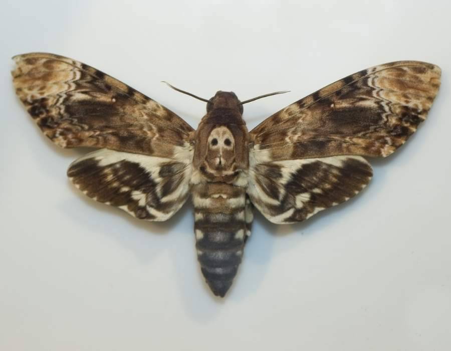 Death's-head Hawk-moth