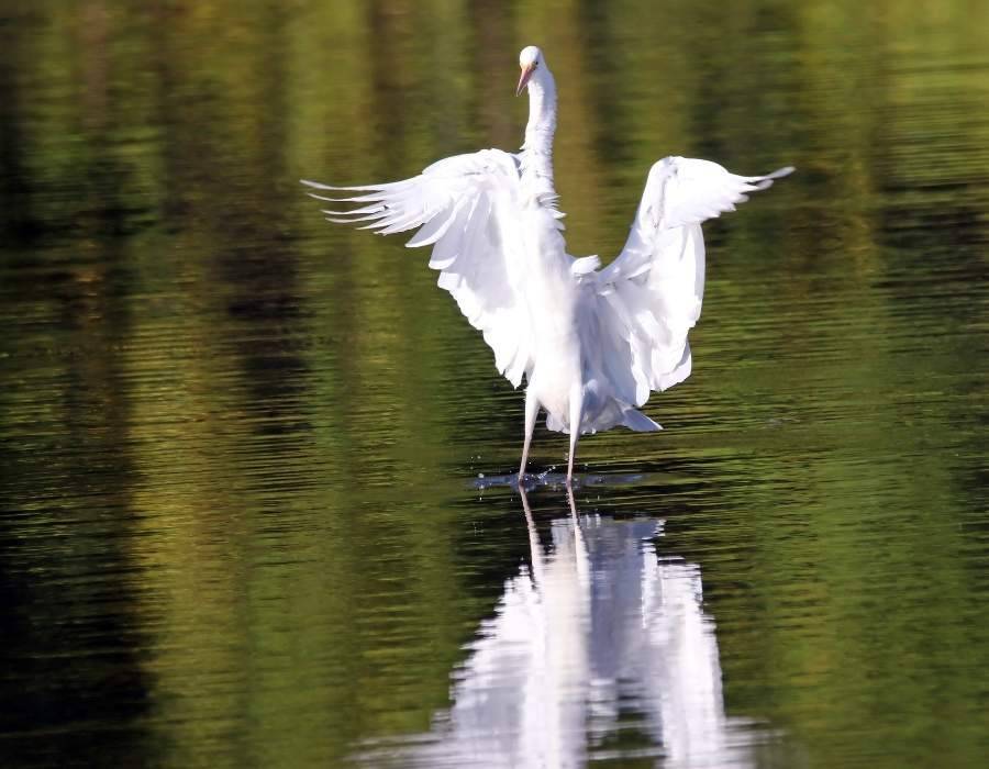 Egret in water