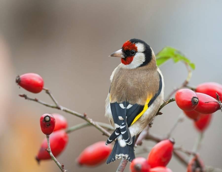 European goldfinch