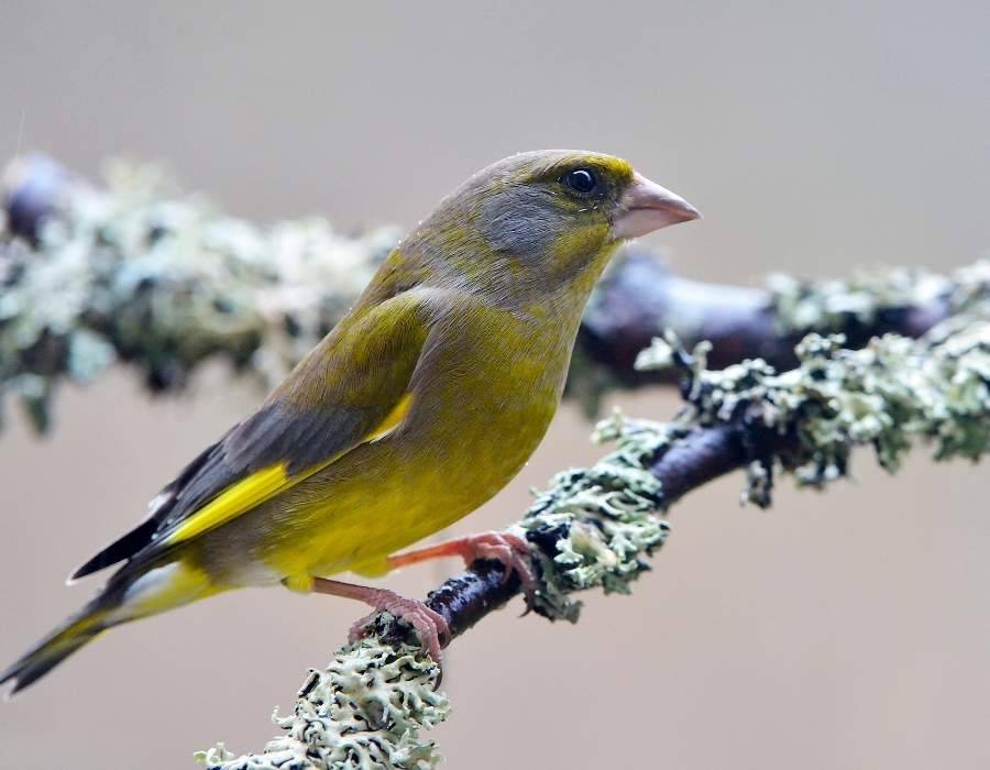 European greenfinch