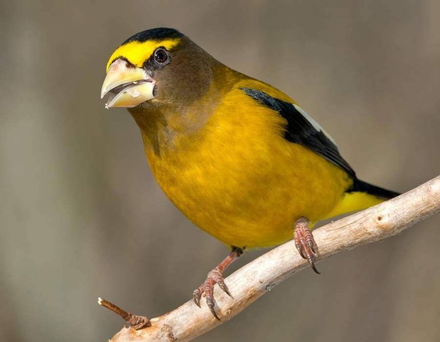 Evening grosbeak