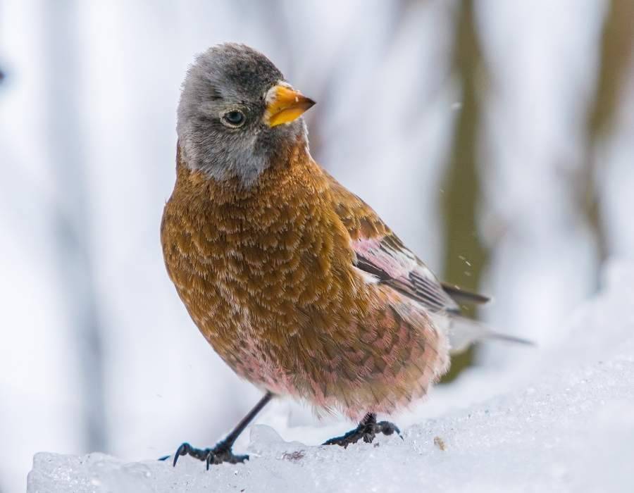 Gray-crowned rosy finch